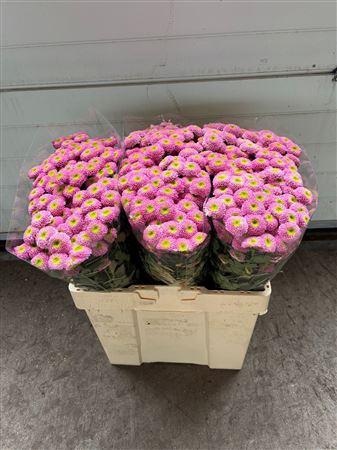 <h4>CHR S OV ROSE</h4>