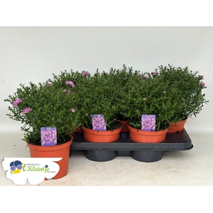 ASTER D ALPHA PINK