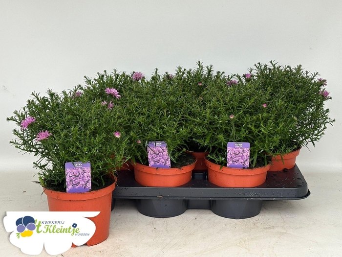<h4>ASTER D ALPHA PINK</h4>