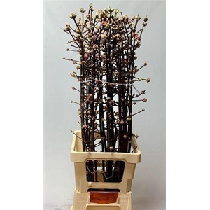 Vibur Bodn Charles Lamont