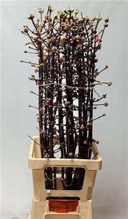 <h4>Vibur Bodn Charles Lamont</h4>