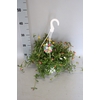 Hangpotten 23 cm Portulaca Trio