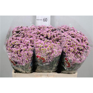 Chr S Mad Tanga Pink