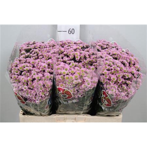 Chr S Mad Tanga Pink