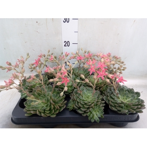 Graptopetalum tacitus