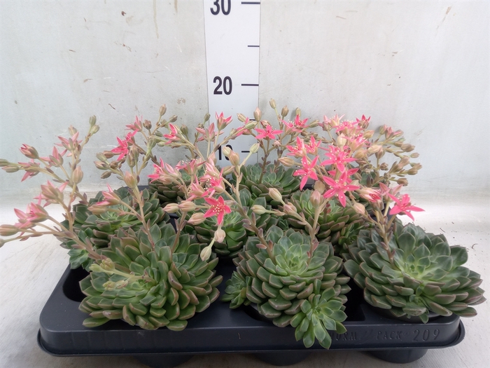 <h4>Graptopetalum tacitus</h4>