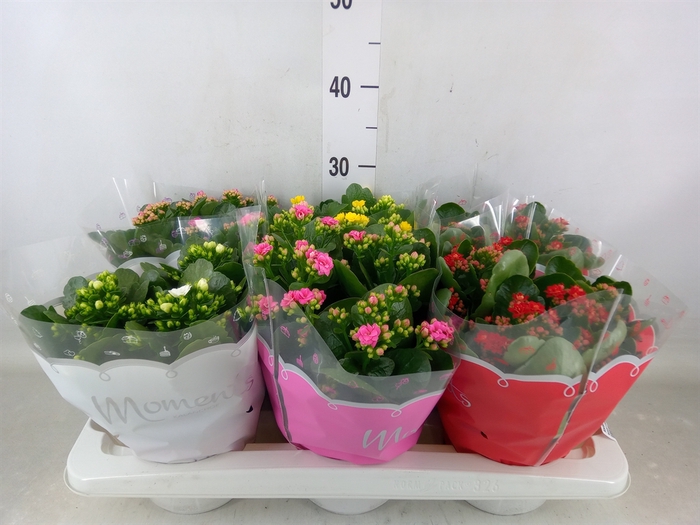 <h4>Kalanchoe blos.   ..rosebud mix  5</h4>