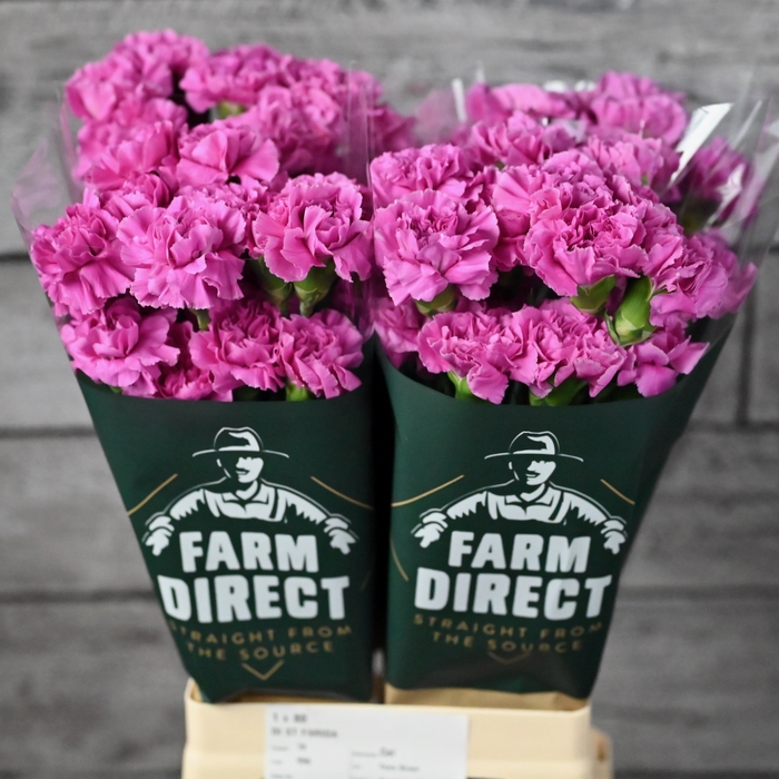 <h4>DI ST TIEPOLO FUCSIA</h4>