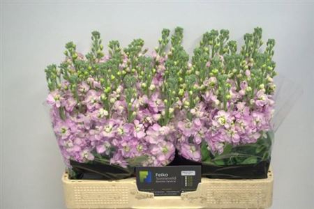 <h4>Matth Figaro L Rose</h4>