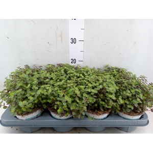 Callisia repens