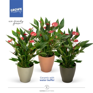 Anthurium - KARMA Million | Urban | Waterreservoir