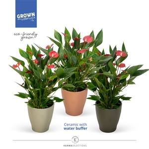 Anthurium Andreanum Grp Million Flowers Red