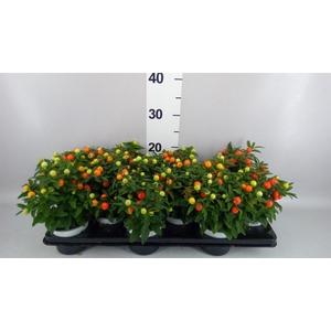 Solanum pseudocapsicum
