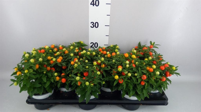 <h4>Solanum pseudocapsicum</h4>