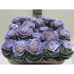 BRASSICA PURPLE STAR