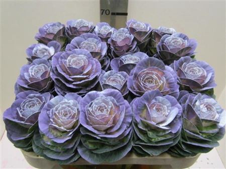 BRASSICA PURPLE STAR