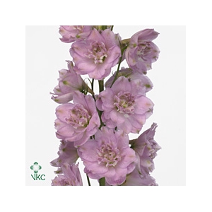 Delphinium Lady