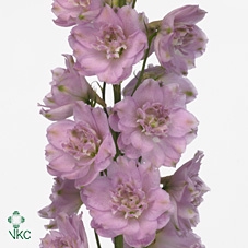 <h4>Delphinium Lady</h4>