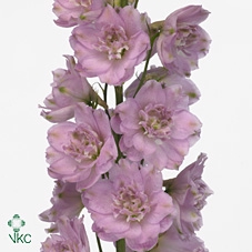 Delphinium Lady