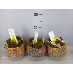 Arr.  Narcissus Tete Tete H%