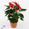 .Anthurium dynamite red