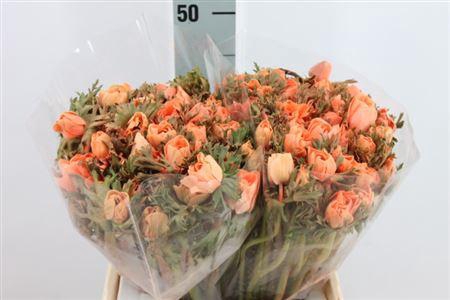 Anemone Poeder Oranje