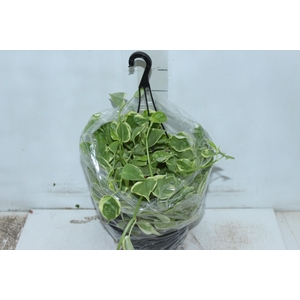 PEPEROMIA SCANDENS C21