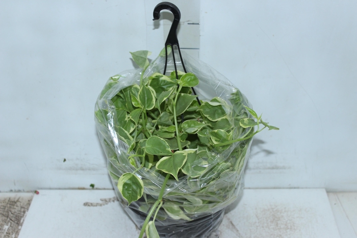 <h4>PEPEROMIA SCANDENS C21</h4>
