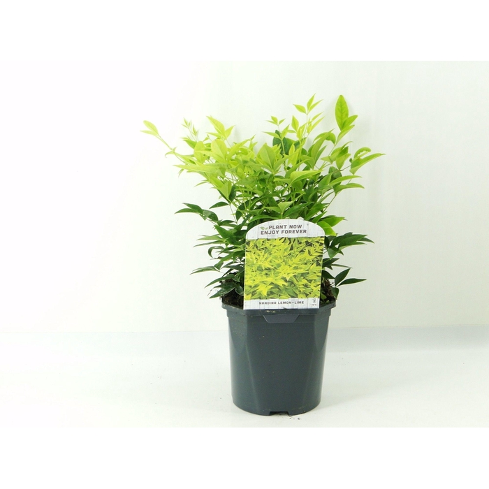 <h4>Nandina dom. Lemon Lime</h4>