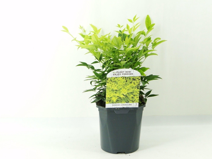 <h4>Nandina dom. Lemon Lime</h4>