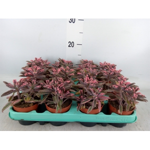 Kalanchoe NF tubiflora