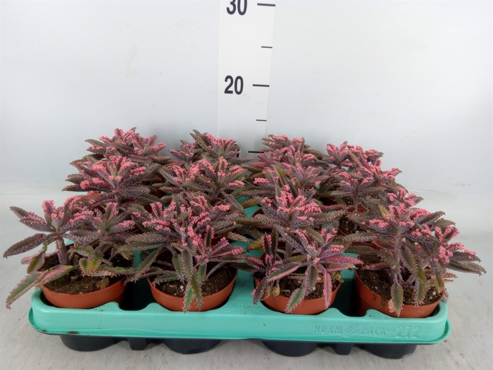 <h4>Kalanchoe NF tubiflora</h4>