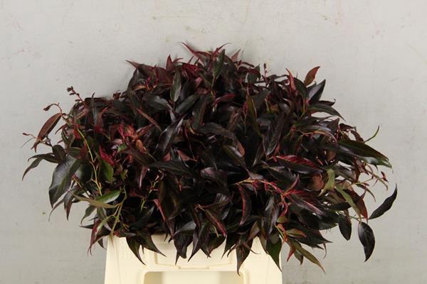 <h4>Leucothoe Rood Kleurbehandeld</h4>