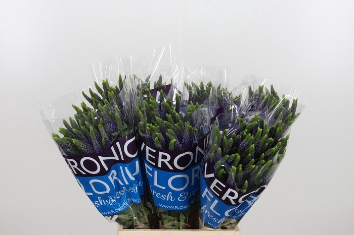 <h4>Veron Smart Diana Spray</h4>