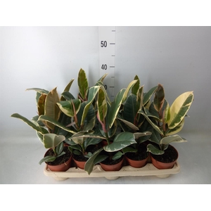 Ficus elastica 'Tineke'