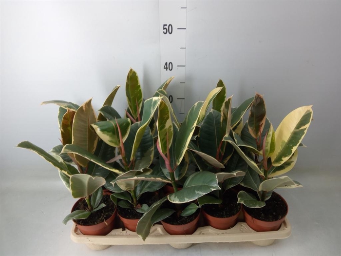 <h4>Ficus elastica 'Tineke'</h4>