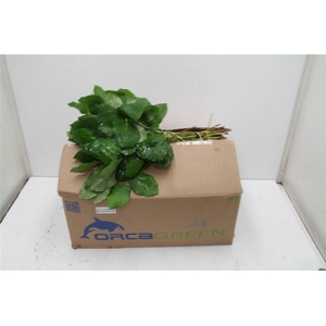 Salal Tips X25 Orca (p. Bos)