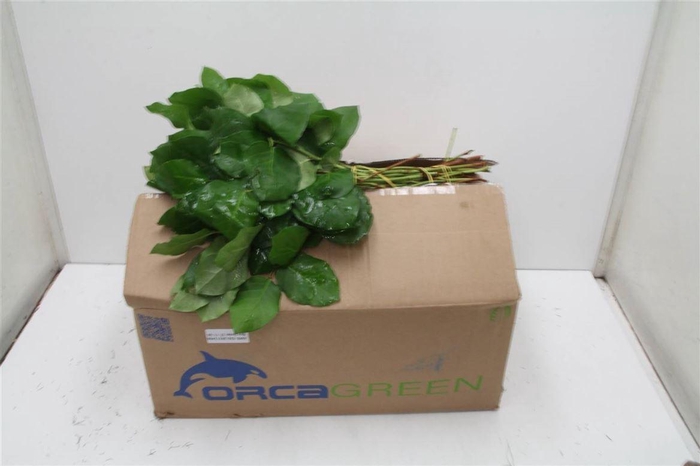 <h4>Salal Tips X25 Orca (p. Bos)</h4>