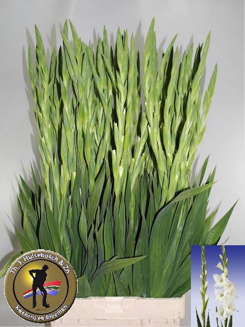 <h4>GLAD GR SERENA</h4>