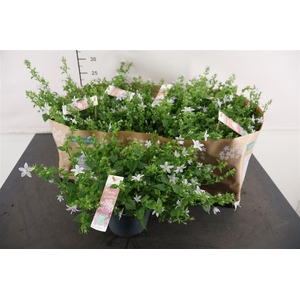 Campanula 15 Cm. P. White Adanta