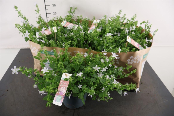 <h4>Campanula 15 Cm. P. White Adanta</h4>
