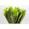 Cordyline Tips Green