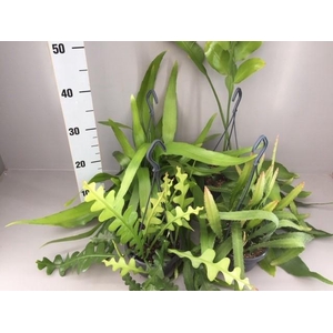 Epiphyllum overig gemengd in tray Mix