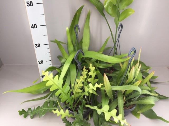 <h4>Epiphyllum overig gemengd in tray Mix</h4>
