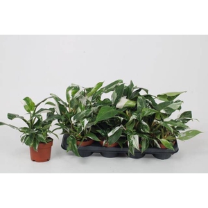 Philodendron White Princess 12Ø 30cm