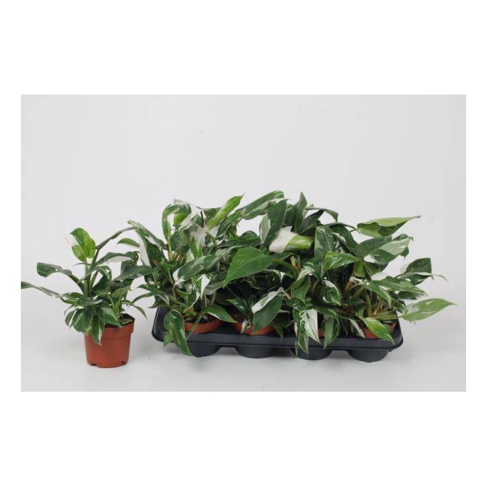 <h4>Philodendron White Princess 12Ø 30cm</h4>
