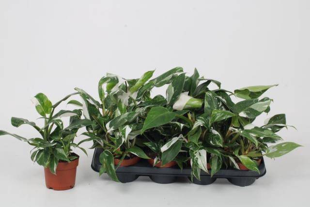 Philodendron White Princess 12Ø 30cm