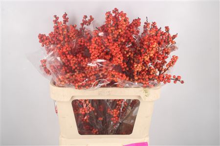 <h4>Ilex Verticilata Oudijk's Orange</h4>