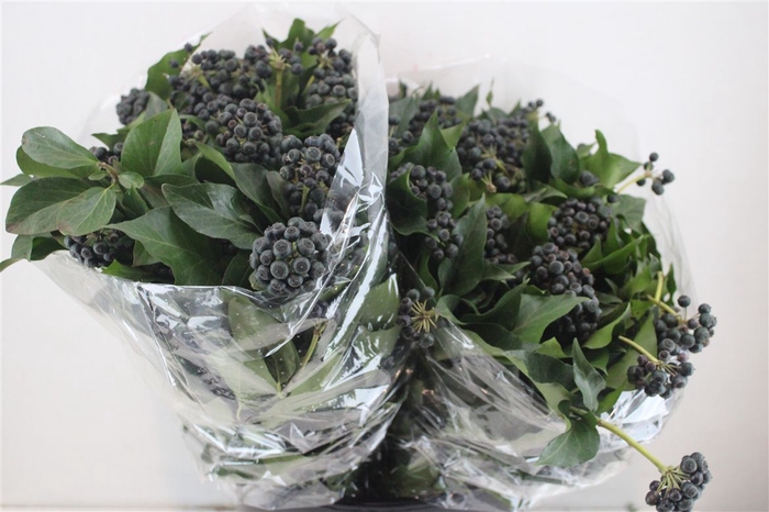 <h4>Hedera Berry 200gr P Bunch</h4>