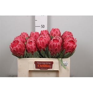 Protea Venus
